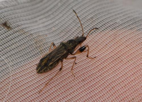 Réf. 335 149 : Paraparomius leptopoides
